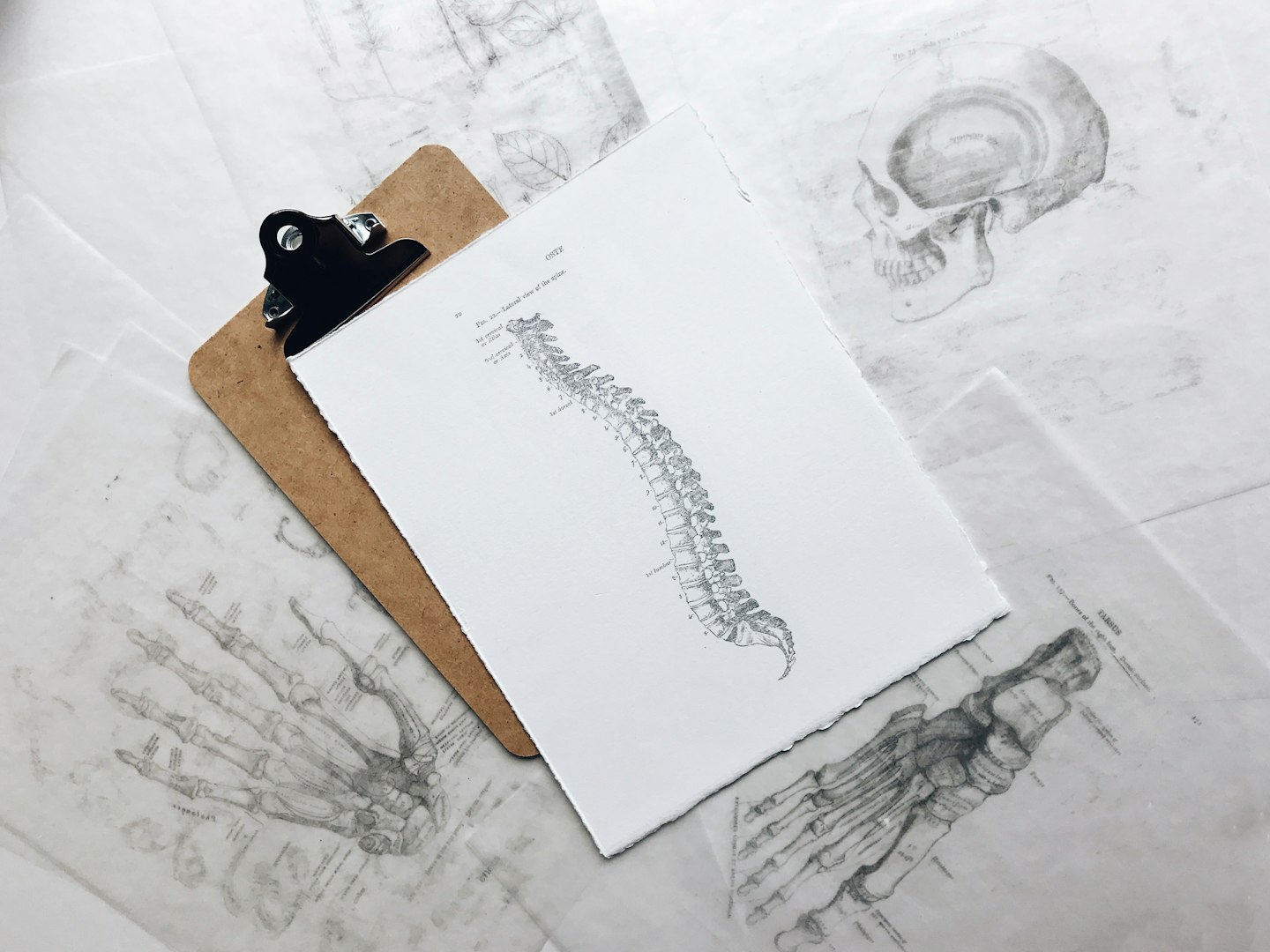 Anatomisk ritning av ryggrad